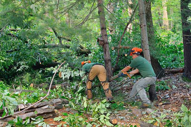 Tree Health Inspection in Como, WI